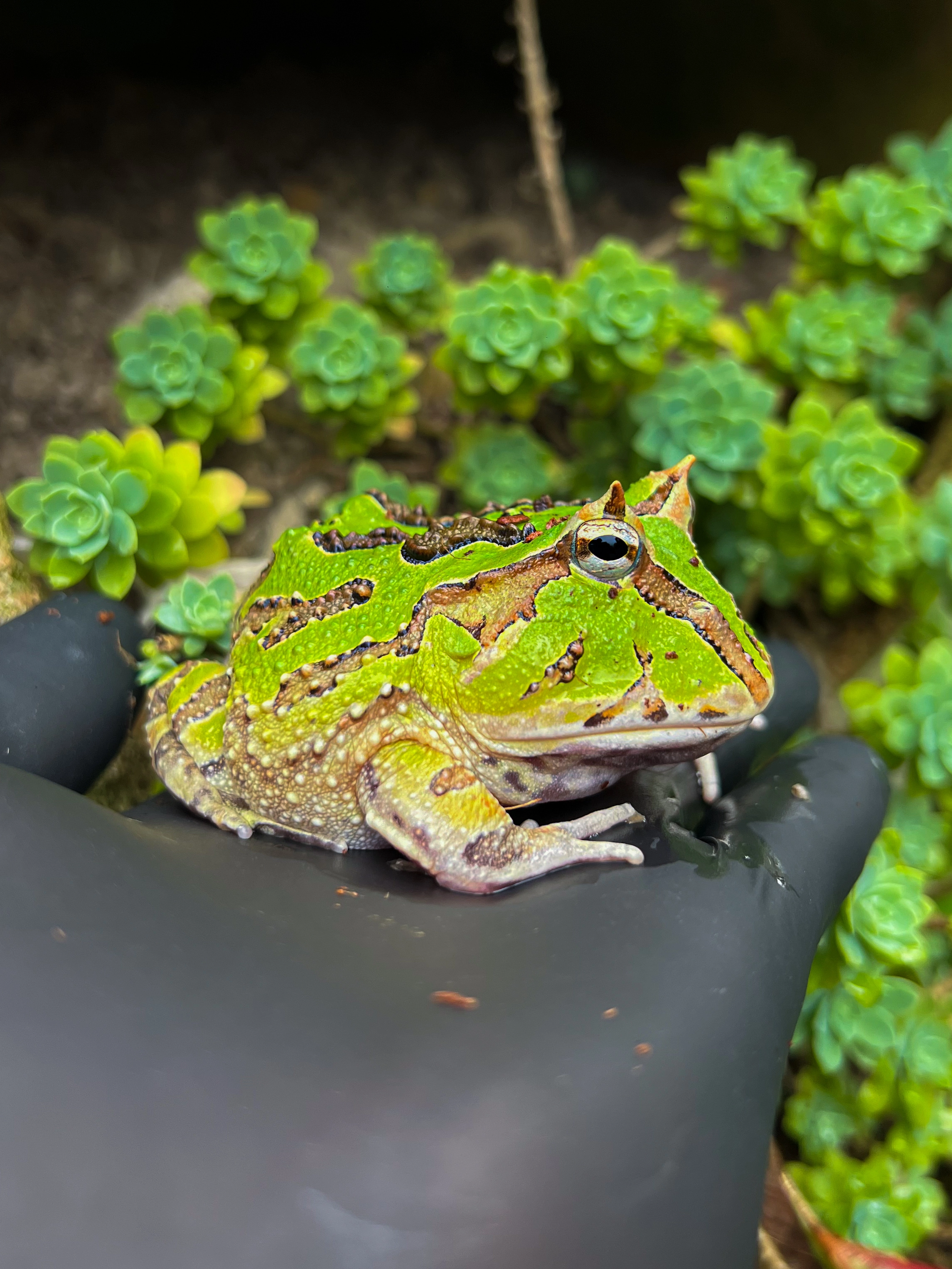 Anfibios