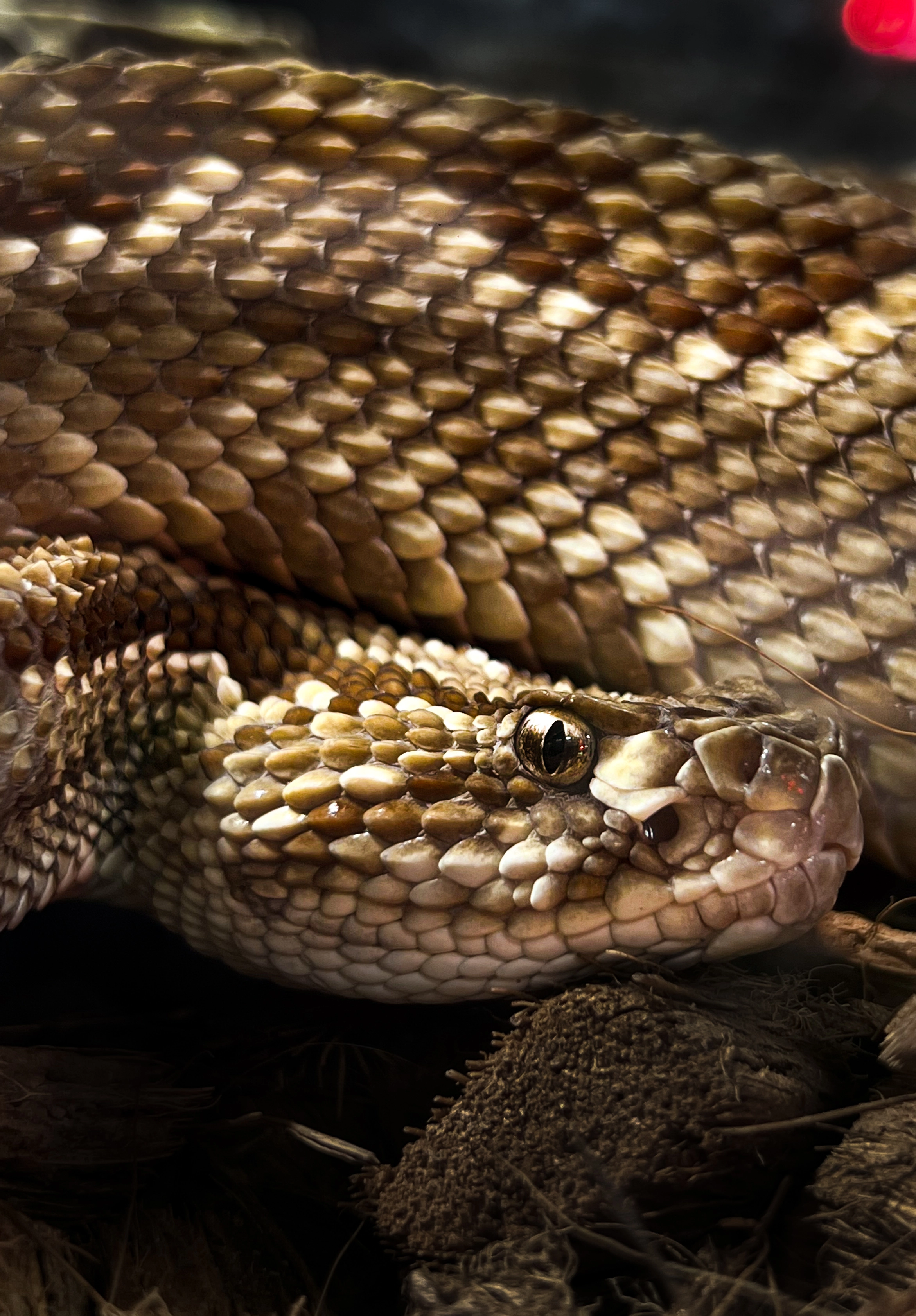 Serpiente